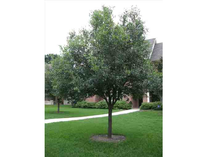 Crape Myrtle, Nellie Stevens Holly, Live Oak, Magnolia, or 3-Palmetto Trees for Your Home