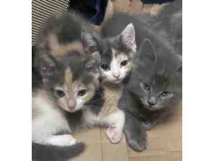 BE A HERO- BECOME A LIFELINE FOR KITTENS AND CATS IN NEED!