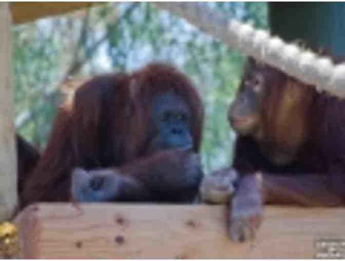 Lions, Tigers, and Bears at the Phoenix Zoo - Photo 3