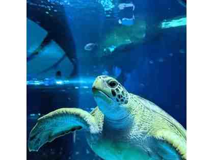 World-Class Aquarium on the Gulf Coast of Mississippi