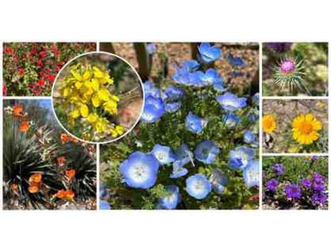 Tucson with the Kids