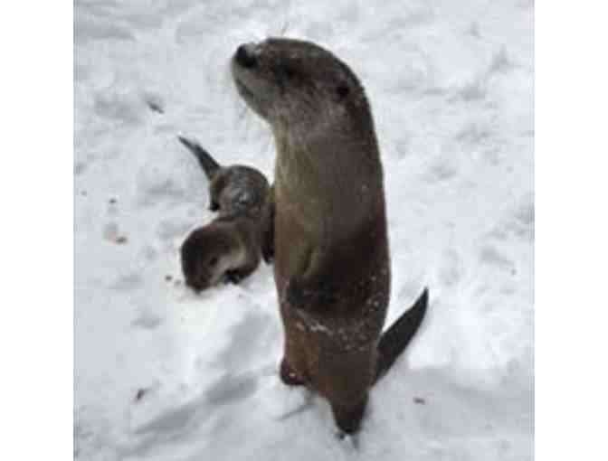 Spin It! Stroll It! Soar It! at Bearizona - Photo 2