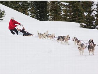 Dog Sled Adventure in Durango, CO