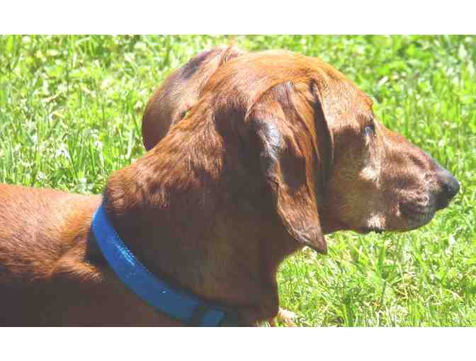 Name a Rescued Male Dachshund - 50.00 Donation