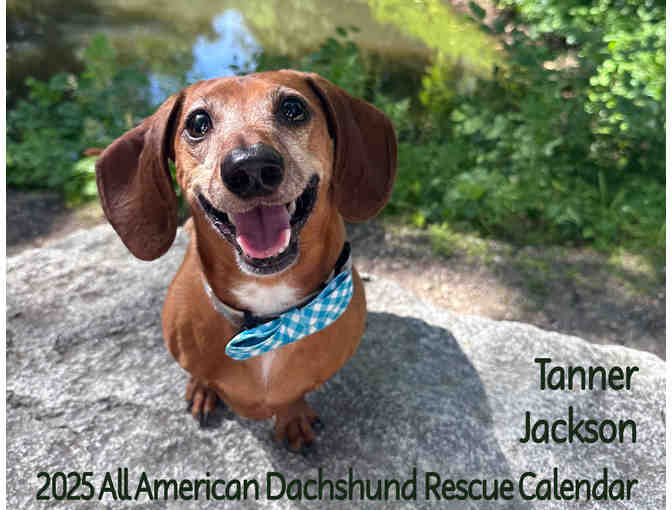 2025 All American Dachshund Rescue Calendar!!! - Photo 1