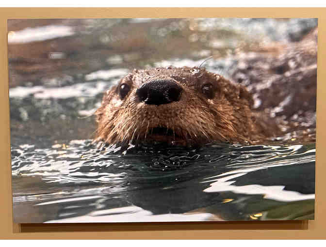 N. American River Otter, Larry Master