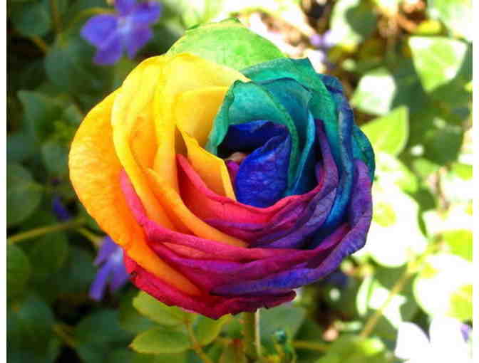 Rare Holland Rainbow Rose Flower Seeds