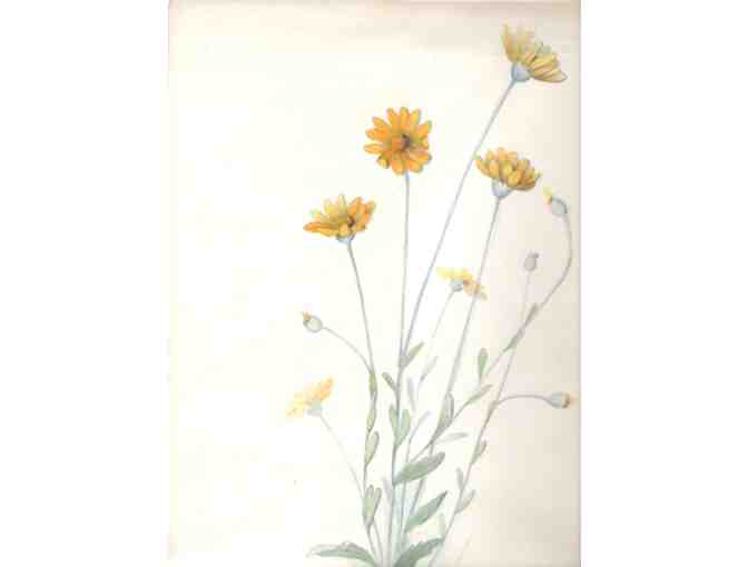 6 Early Botanical Original Watercolors (1920's) By Bertha Cunningham