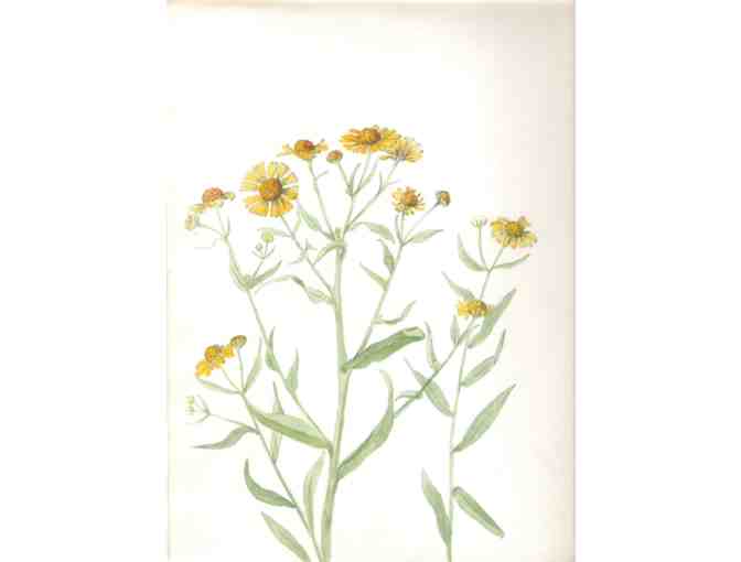 6 Early Botanical Original Watercolors (1920's) By Bertha Cunningham