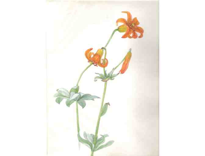 6 Early Botanical Original Watercolors (1920's) By Bertha Cunningham