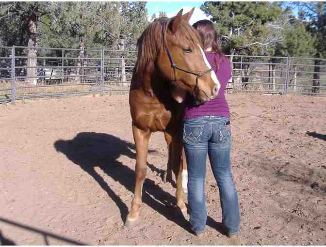 Feed a horse for a year