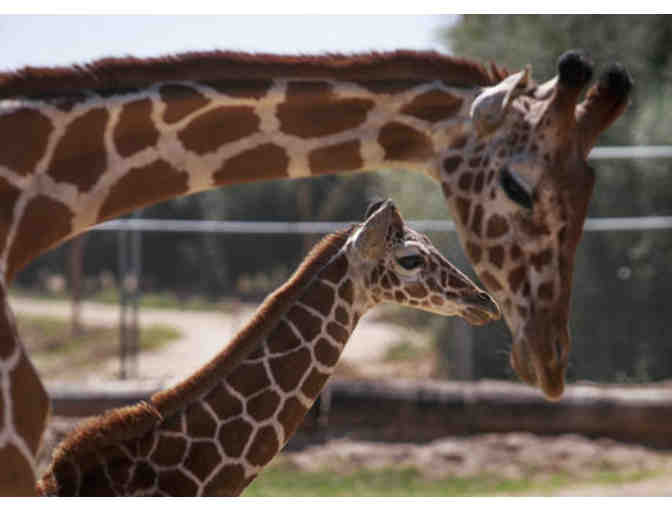 Great Arizona Family Adventure