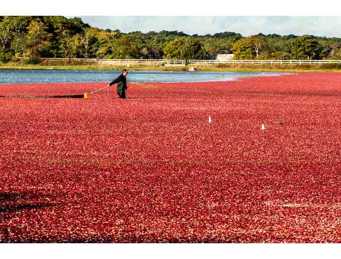 Autumn Bliss on the Cape - Resort Stay, Cranberry Bog Tour, Local Museums and Brewery