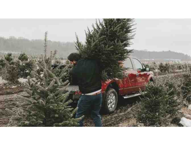 Christmas Tree from Herrick Tree Farm