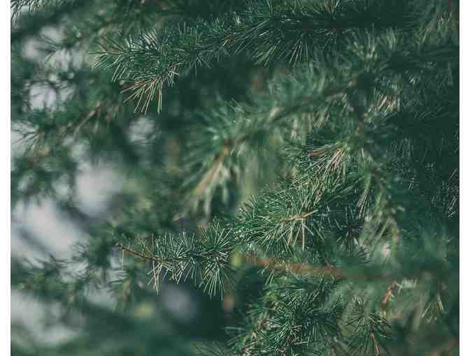 Christmas Tree from Herrick Tree Farm