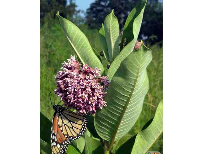 Private Butterfly Garden Tour at Rotary Park