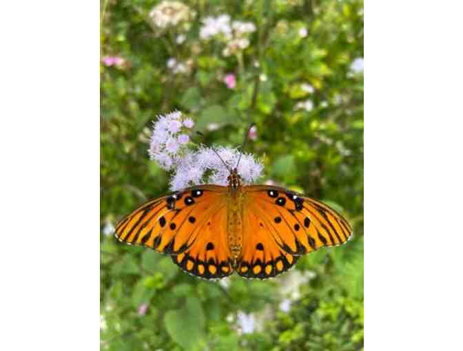 Private Butterfly Garden Tour at Rotary Park