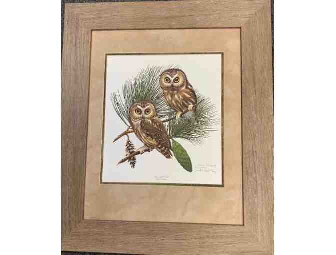 Saw Whet Owls Giclee Print by Ray Harm