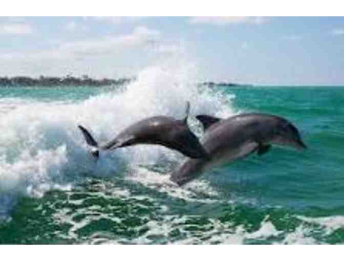 Dolphin and Wildlife Cruise