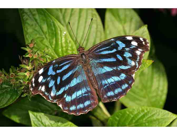 Butterfly World Guest Passes - Coconut Creek, FL