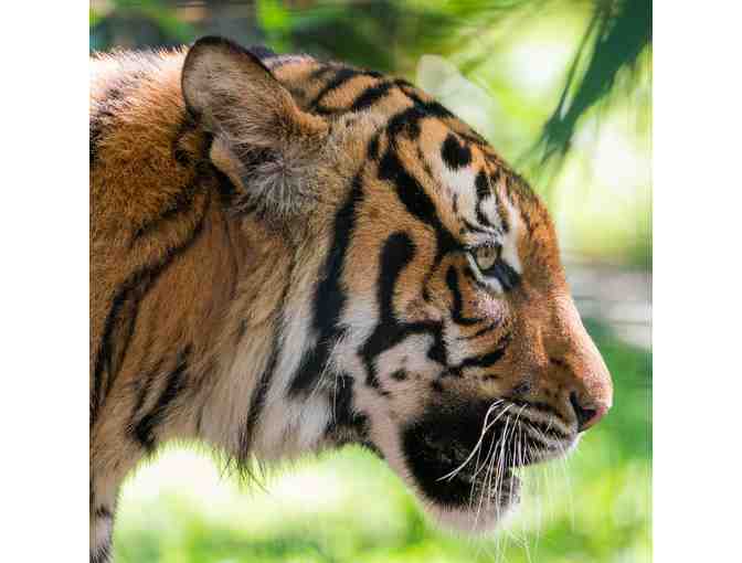 The Naples Zoo