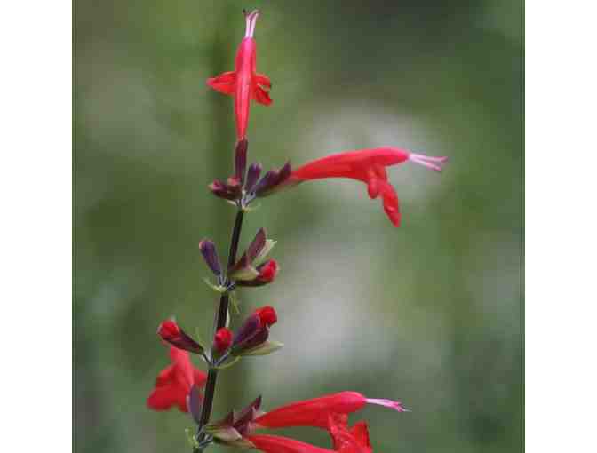 Garden for Wildlife