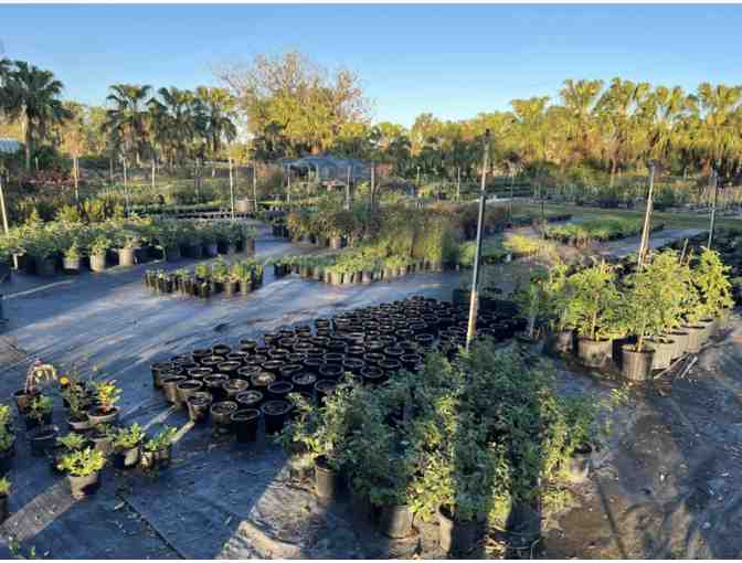 Natives of Corkscrew Gift Ceritifcate - Buckingham, FL