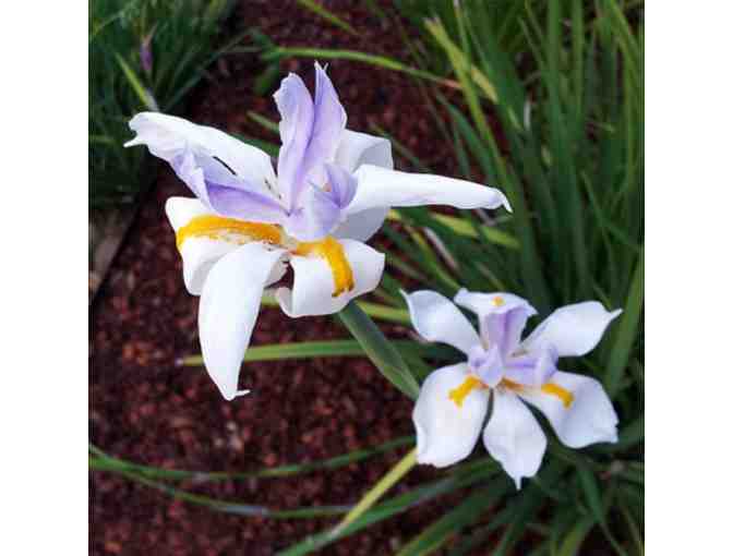 All Native Garden Center Nursery and Landscaping