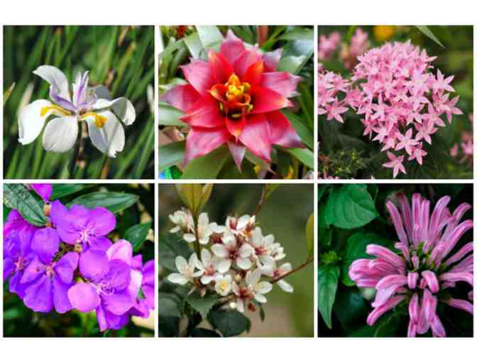 All Native Garden Center Nursery and Landscaping