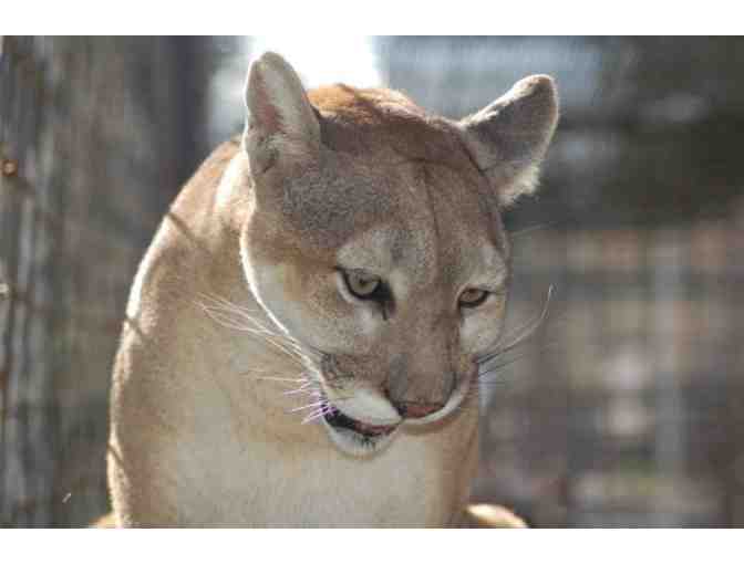 Family Pass for two adults and two children to - Catty Shack Ranch Wildlife Sanctuary