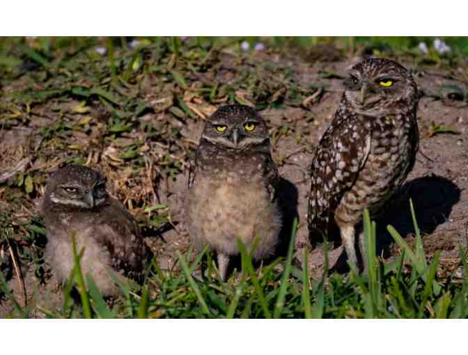 Beverly Saltonstall - tour of burrowing owls and other wildlife