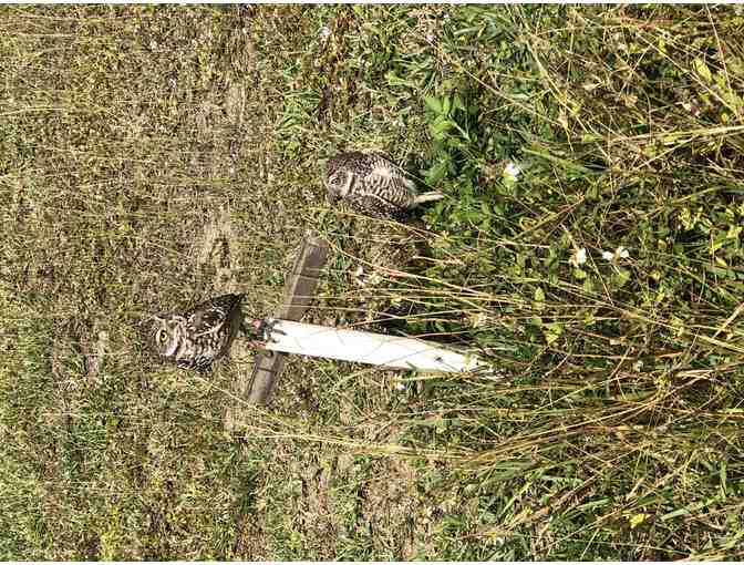 Beverly Saltonstall - tour of burrowing owls and other wildlife