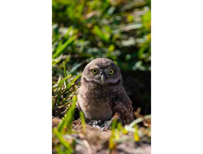 Burrowing Owl Tour with Beverly Saltonstall