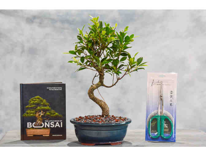 A Bonzai Tree of your choice