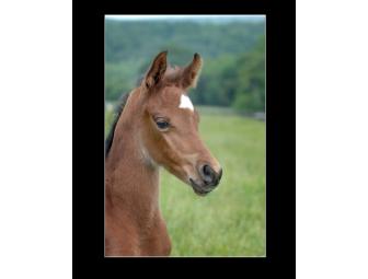 Farm Call Portrait Session from GRC Photo