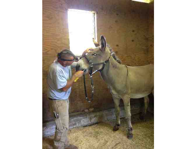 One Float from McCarthy Equine Dentistry