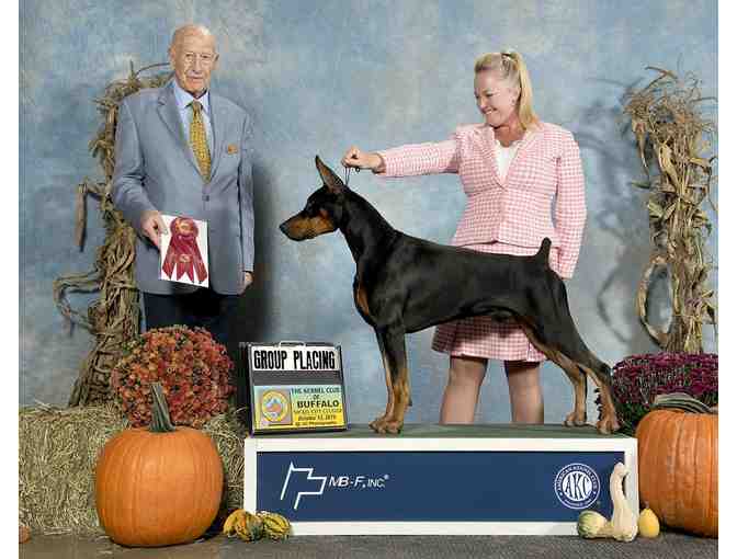 Stud Dog:  Am Ch/Can GCH Mervio Chosen Warrior v Sioul TKN AOM VBM