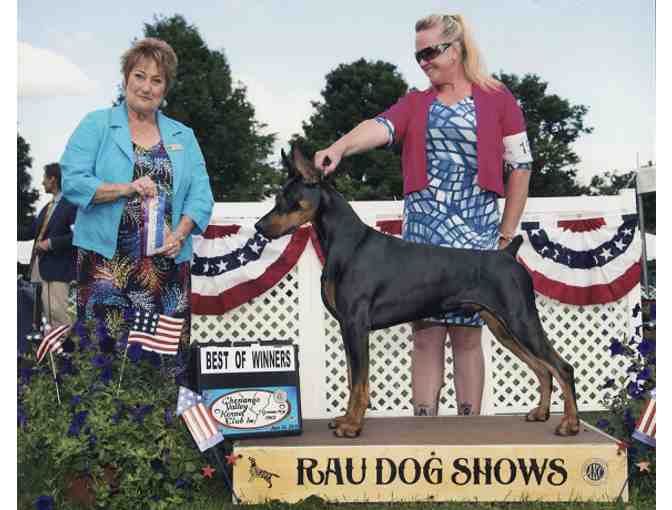 Stud Dog:  Am Ch/Can GCH Mervio Chosen Warrior v Sioul TKN AOM VBM