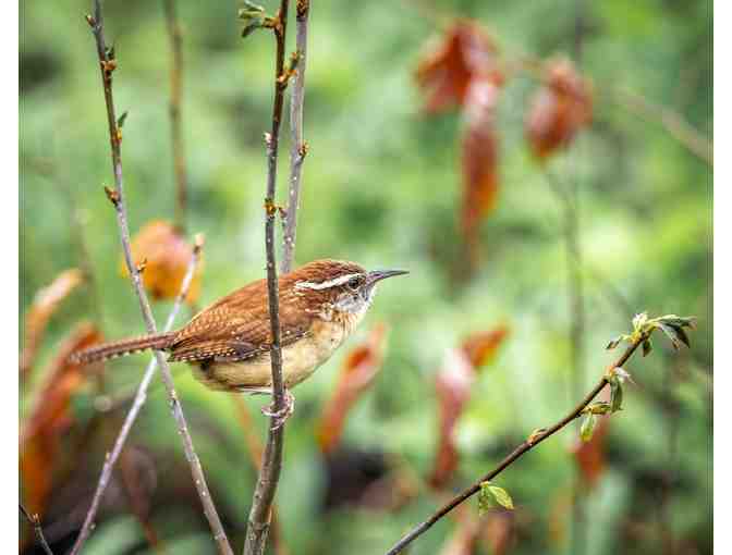 Norman Bird Sanctuary Household Membership - Photo 4