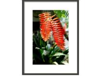 Framed Print 8x12 "Tropical Flower"