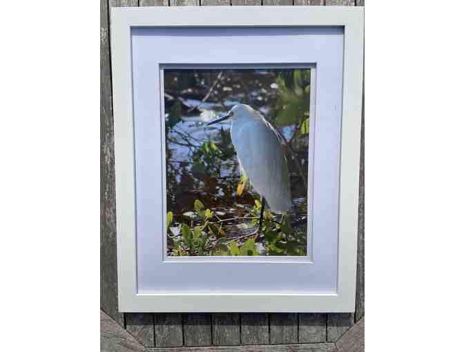 Two Framed Photographs of Egrets