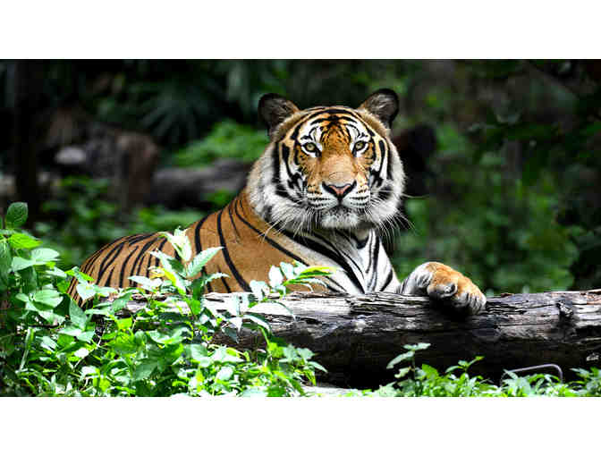 Up Close & Personal Tiger Experience in St. Genevieve Missouri with a 3-Night Stay for (2) - Photo 3