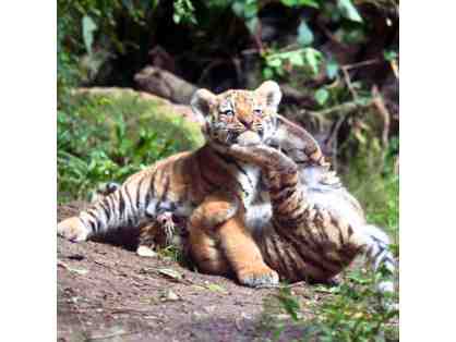 MO Tiger Sanctuary | 3-Night Stay