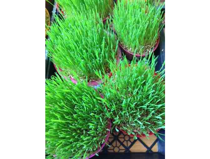 Cat Grass