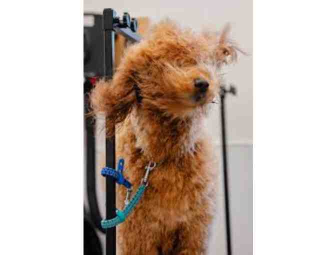 Hair of the Dog: 3 Grooming Sessions/Hair Cuts at Dirty Dogs