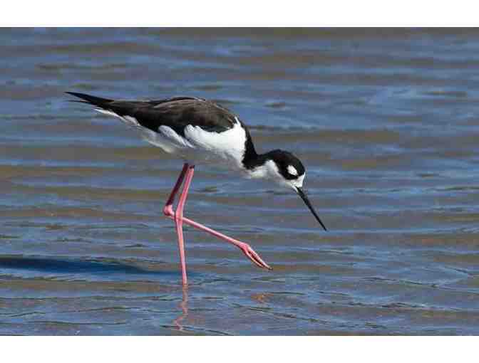 Experience Bird Watching on Antelope Island - April 5, 2022