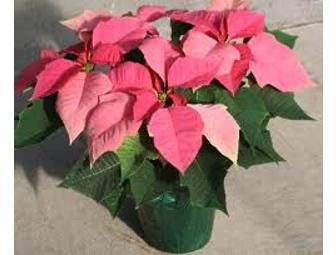 Christmas Poinsettias