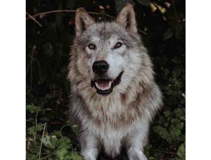 5 passes to Wolf Hollow in Ipswich