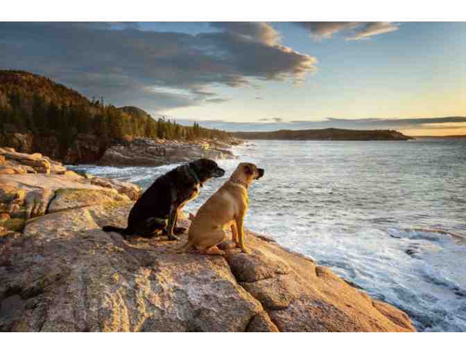 Beyond the Fence: Dog Photography session with $500 photo credit