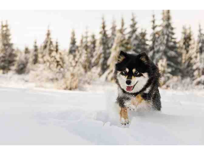 Beyond the Fence: Dog Photography session with $500 photo credit